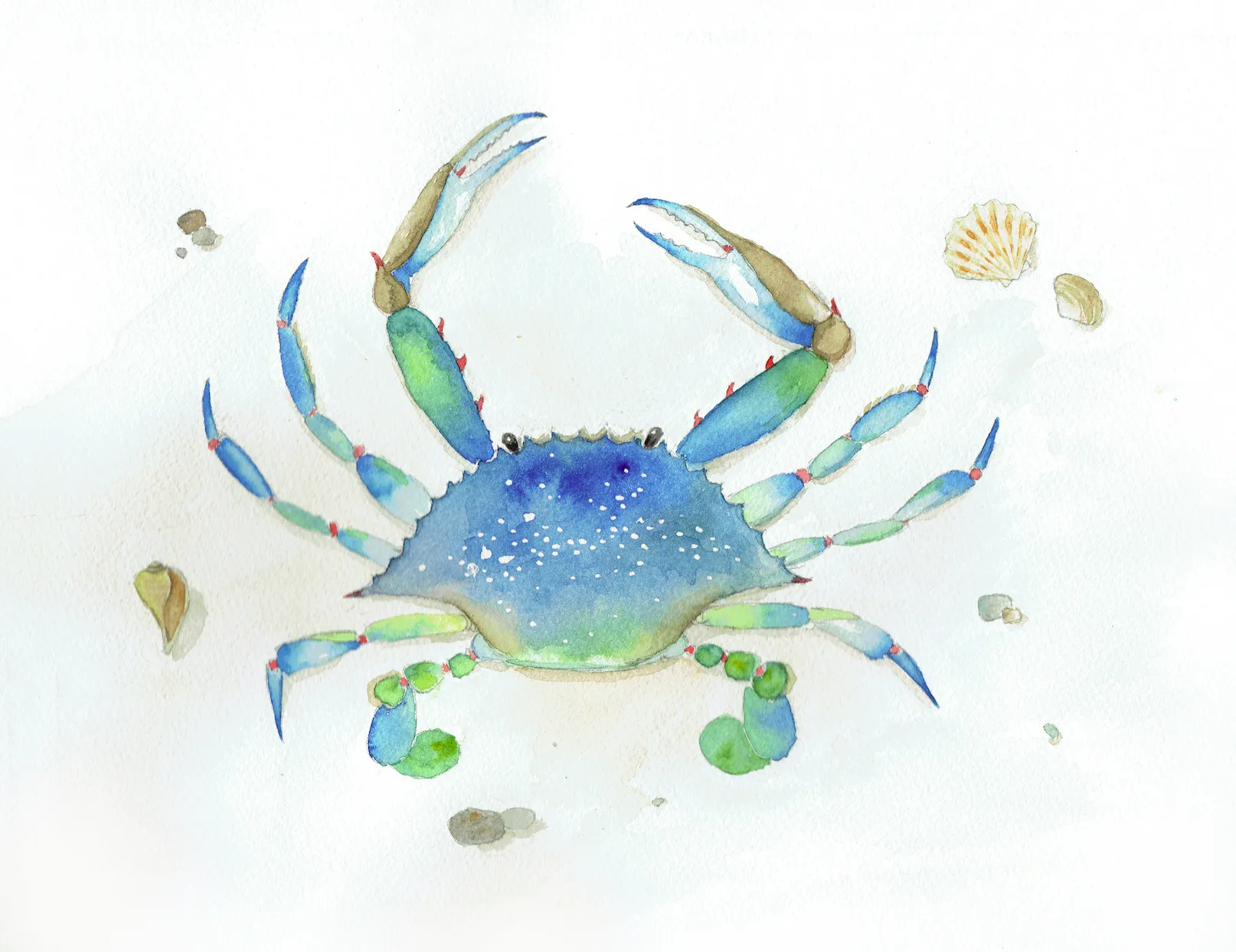 A watercolour painting of a blue crab, claws raised, in washes of blue and green on white paper, with a few small shells and pebbles scattered around it.